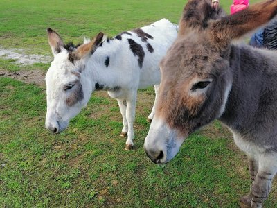 Natur pur an der Umweltstation Reichelshof